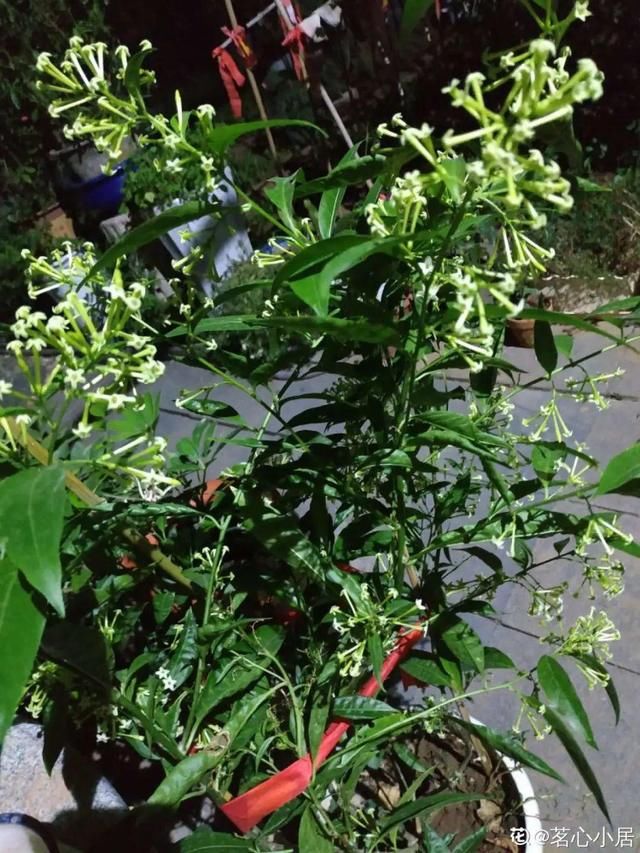  『呼吸道不好』卧室别养这8种花，香得头昏脑涨，对身体有大害处！