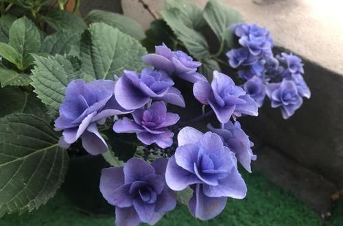  「影响」绣球花脚芽比花苞还多会影响开花吗？高兴还来及，开花爆盆稳了