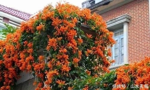  适合|若是有个院子，定要养上此4种花，养成花海，一进院就迷住