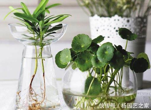 『绿藻』水培花卉养护窍门,这4步很关键,不见绿藻不怕烂,观赏价值翻番