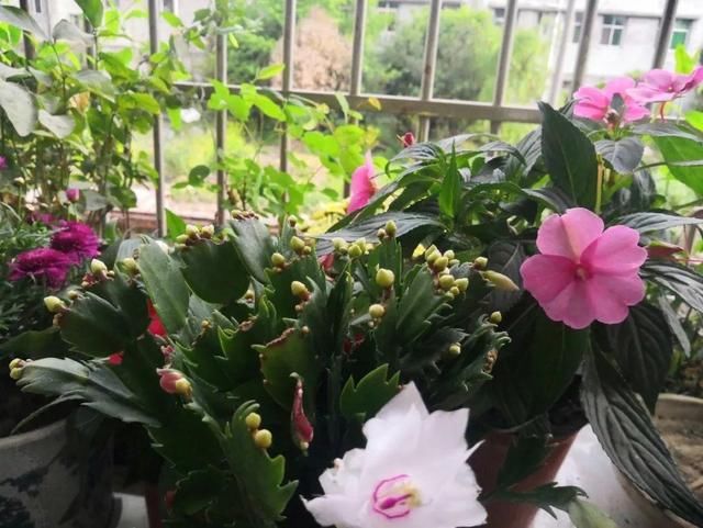  [最合适]1间房1盆花，养最合适的，全家都健康