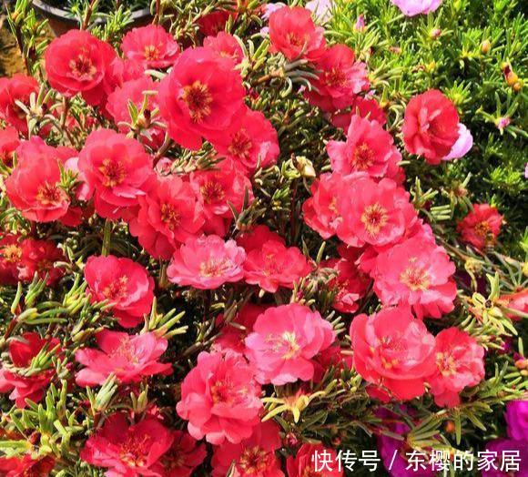 养花@阳台养花,首选4种,爆炸似的开,封闭阳台也美成花海