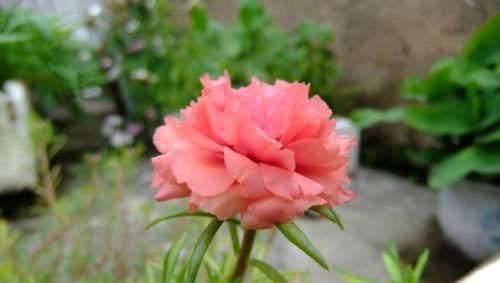  [漂亮]这花漂亮好养耐热，不用播种不用苗，掐几个枝条，随便就能种多盆