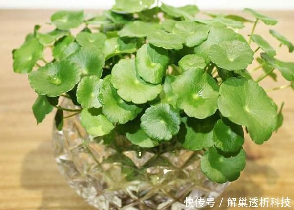  【水培花】水培花容易烂根该怎么办？4方面细节解说，让你轻松护理好花根