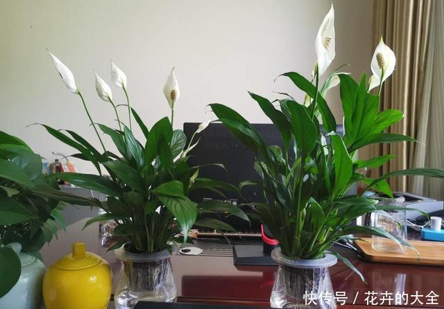  【影响】这3种花特怕晒，遇上大太阳立马搬回家，不怕黄叶影响颜值