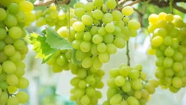  叫苦@刚引入我国一斤120，现在跌下神坛，收购价跌到4元，农民叫