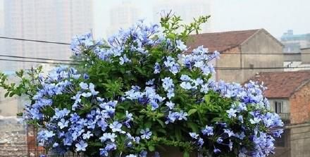  开花：家庭养花选它，养护简单，花开满盆，是盆栽佳品！