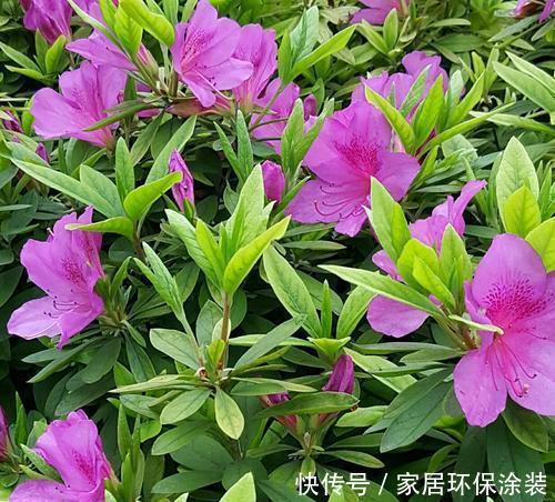 『细心』春天养花需要将伤害降到最低,搬动、浇水都要细心,才能根壮花朵