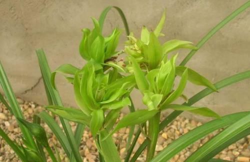  「欣赏价值」王奶奶爱养花，她的2盆兰花，香味清新迷人，曾经价格高如今亲民