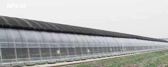  [尹明礼]一年销瓜400万元，看这个“弃笔投瓜”者把西瓜咋玩的？