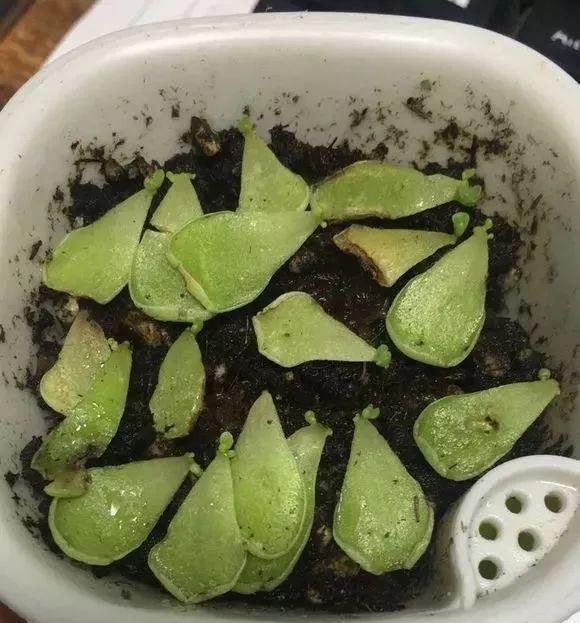 【发芽】5种花太贵,别花“冤枉钱”,剪片叶子丢盆里,20天生根发芽!