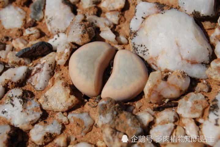  『日常』日常养多肉的小经验，这个春天你可别再发愁多肉怎么养！