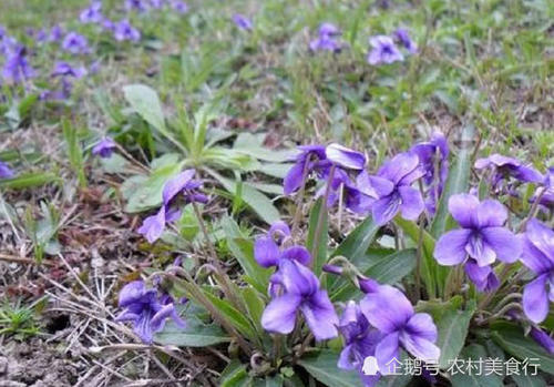 这种野花全身是宝，过去被农民忽略，如今很珍贵，见到请珍惜
