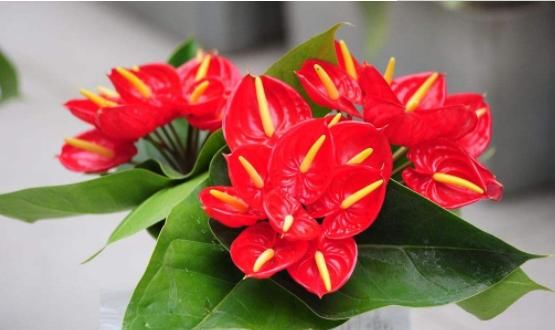 【红掌】家里养上这几盆花,养好了顺风顺水,美艳迷人,分分钟爆成花海