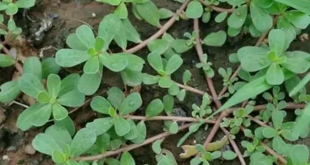  『常见』这种常见的野菜，现在被养成老桩，叶片小巧颜值高，勤修剪就可以