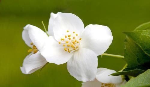  『种花』3种花很耐剪，开花数量跟施肥无关，修剪的越狠，开花就越多