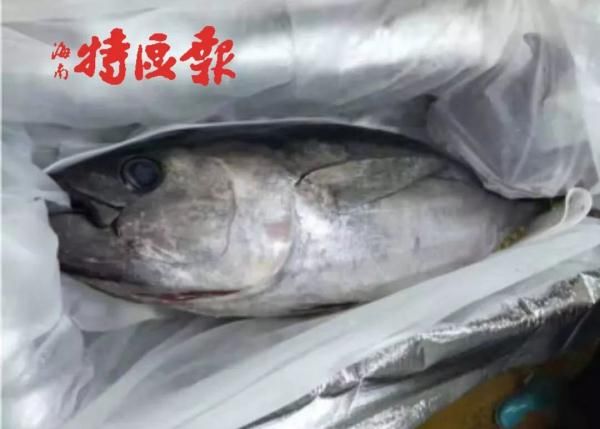 三亚渔民抓到一条鱼，有人出价92888元！它稀奇在哪？