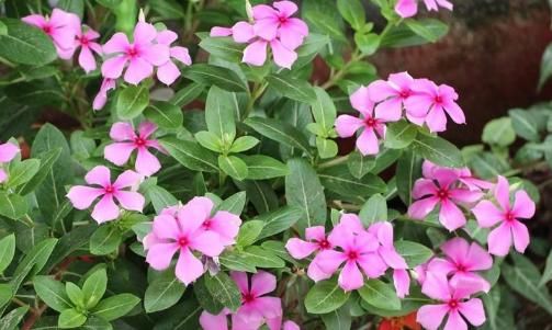  款花@阳台露台种上这4款花，漂亮好养，香气扑鼻，开花一团又一团