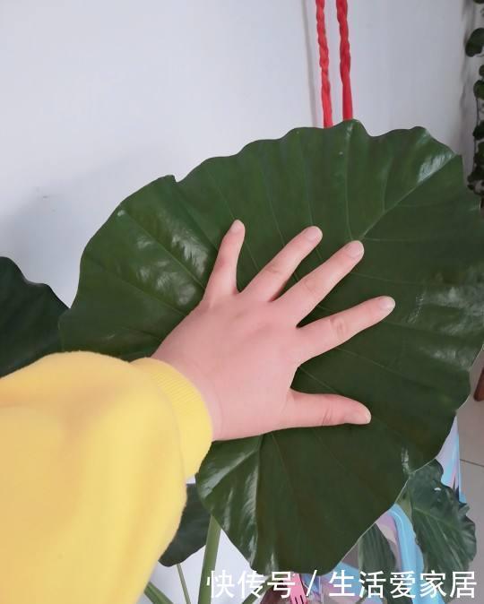  【成老桩】能把滴水观音养成木桩子，那真是厉害高手，其实你也能做到！