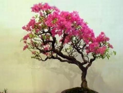 想靠盆栽致富,首先要了解哪些盆景树种成活率更高,来学习一下吧