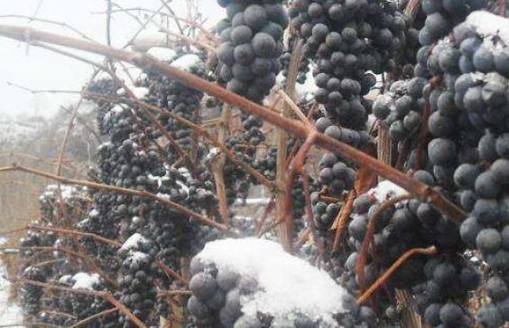 冰葡萄：乡下一种葡萄，下雪天都不怕，越冷长得越好，高达15元