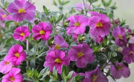  #长春花#这5款“开花机器”，好看好养，一开300多天，花色鲜艳长爆盆