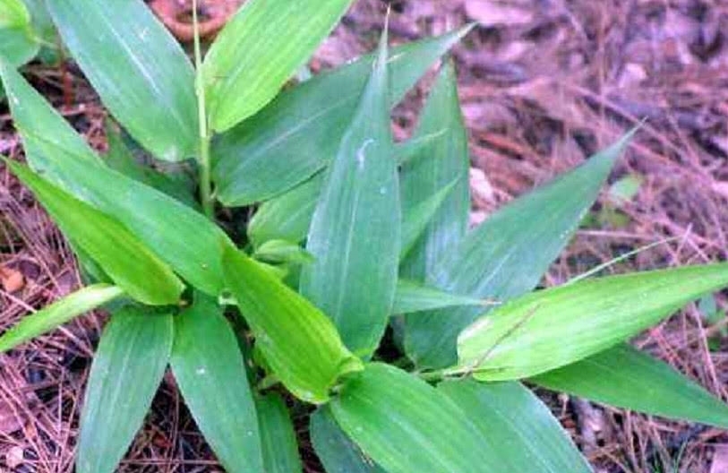 山上一种像竹叶的野草，过去农民用来喂猪，殊不知如今30元一斤