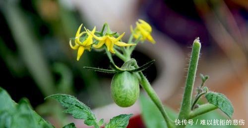 「一大」阳台种西红柿,3分钟就学会,一棵结5斤,一摘一大筐,少出门买菜