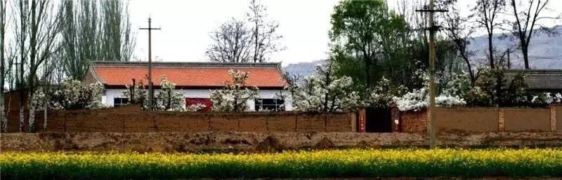 『雨生』雨生百谷,花开百福,陇西的油菜花开了……