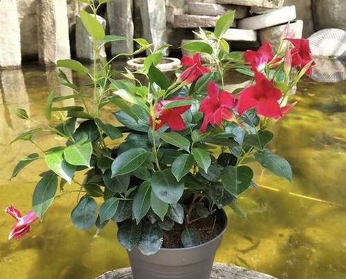  『养护』它的枝条1米长，被称为“飘香藤”，植株的花朵像“喇叭”，美