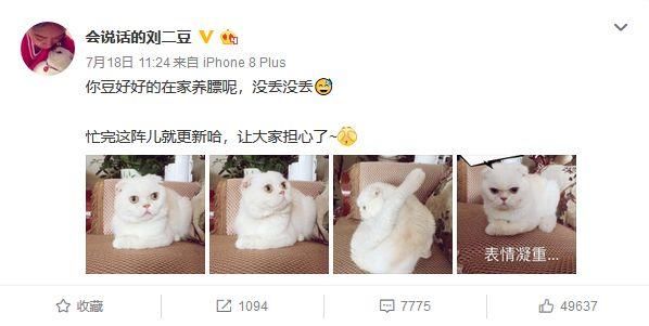 宠物故事回顾：“刘二豆”辟谣虚惊一场，威尼斯忠诚猫咪惹人流泪