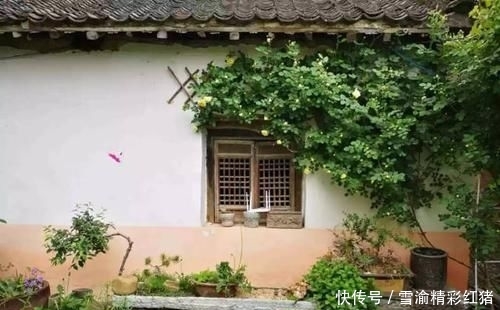 「院子里」想要个这样的小院子,门前屋后种满花,日子慢悠悠!