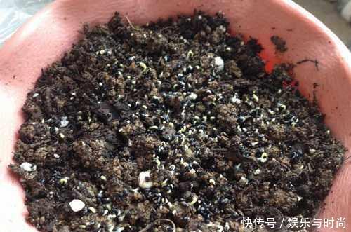  『花钱买』还在花钱买盆栽用半个火龙果，就可以种出这么漂亮的盆栽绿植！