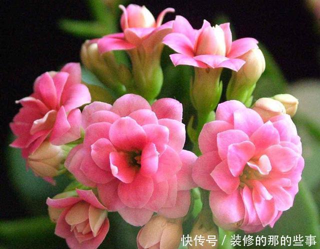  [更是]这3种花都听过，能养的人、会养的人不多，养开花更是不轻松