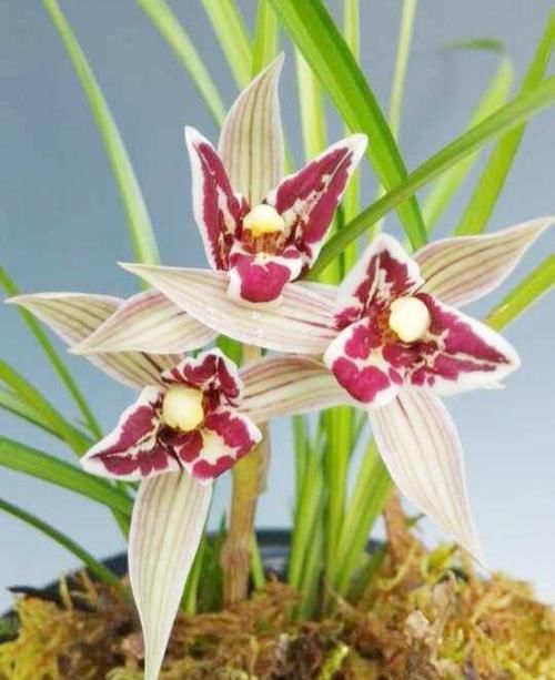 「艳丽」曾天价一苗的兰花，现已普草价，花色艳丽，花香浓郁，是养兰首选