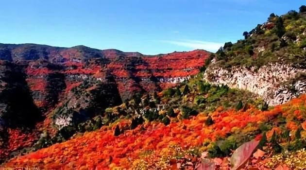 整个红叶已经染红了太行山，又到了观赏枫叶的时间