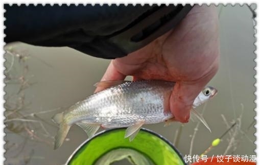 『大草』金圭鲤干上大草,顾不及断线跑鱼