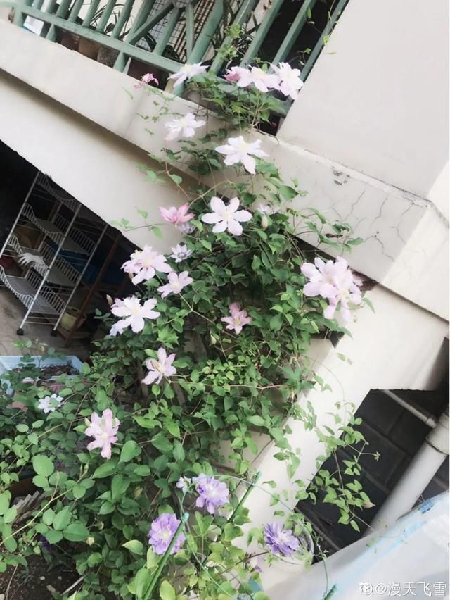  放在光照好的地方多■20种花，春天最爱疯长，爬满墙、爆开花，疯狂刹不住闸！