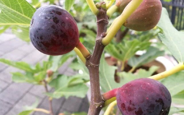  养好|最好养的盆栽水果，集观赏、食用于一身，养好了年年开花结果