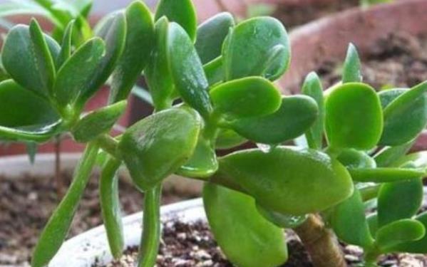  『寓意』“懂花人”在客厅养4种花，耐旱好活，美观大气，寓意好！