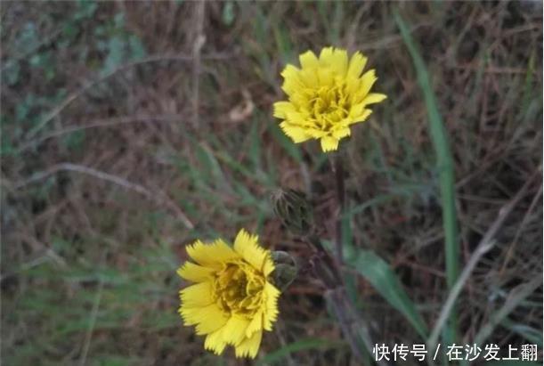  「兔儿」乡下一种野草，人称“兔儿奶”，价值珍贵，如今市场价6