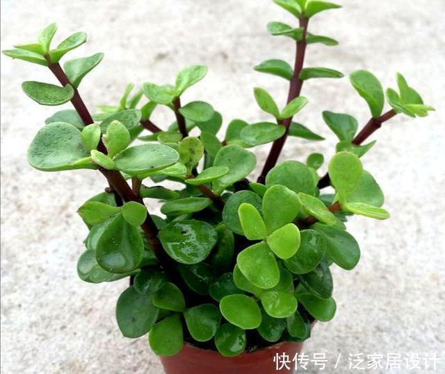 阳光充足|养盆金枝玉叶,做好这几点,也能打造成潇洒飘逸的小盆景