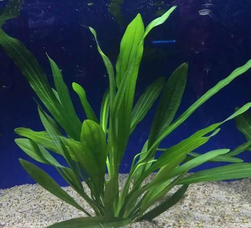  【鱼缸】鱼缸里养啥水草？这种“皇冠草”，人称“水草之王”，我就养了