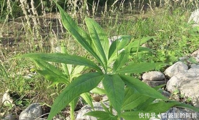  稀少■叶片稀少的“1种杂草”，被称为“虎掌”，河谷下有不少，奇特！