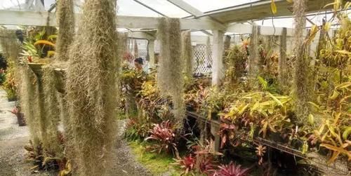  附生植物：植物能“自由”成什么样？教你几种“不要土”的附生植物...