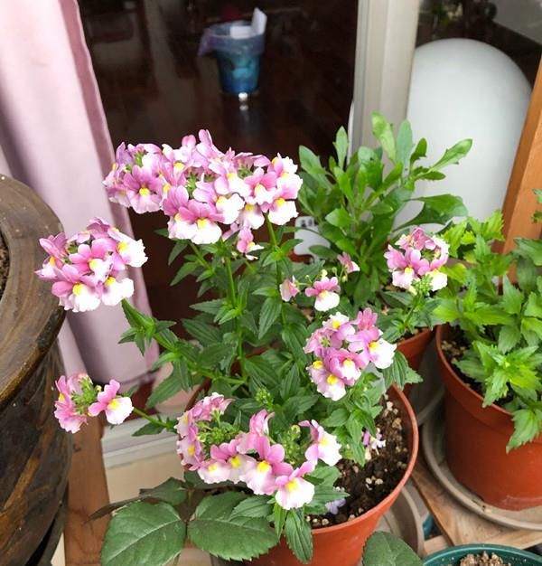  『拥有』新型盆栽花卉，花色绚丽多彩，犹如铺地彩虹，三季开花，值得拥有