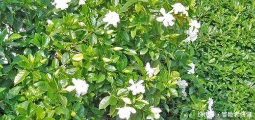 苹果皮|老花农用一斤苹果皮养栀子花,花开洁白,一盆能开20朵
