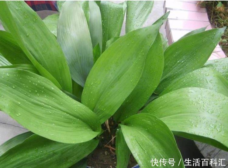  #花养#4种花适合新手养，不怕把花养死了，偶尔浇点水，就能长得旺！
