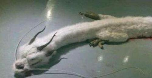 世界未解之谜:老一辈都说看到龙在天上飞,是谣言还是确有其事?