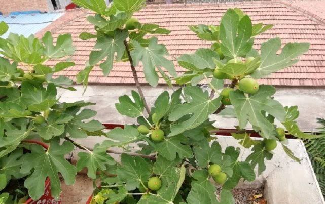  养好|最好养的盆栽水果，集观赏、食用于一身，养好了年年开花结果